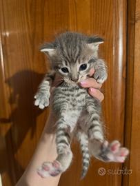 Regaliamo Gattini meticci