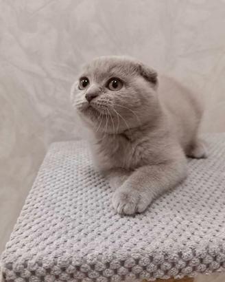 Scottish fold