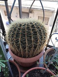 Echinocactus grusonii