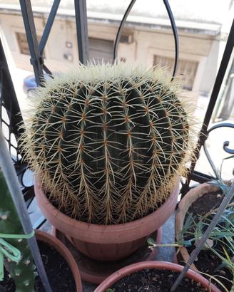 Echinocactus grusonii