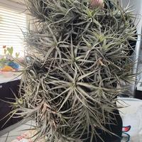Pianta tillandsia 
