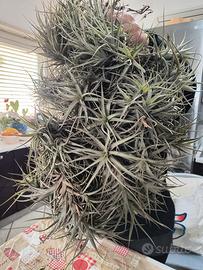 Pianta tillandsia 