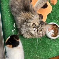 Persiano silver tabby