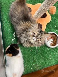 Persiano silver tabby