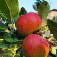 piante da frutto 