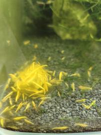 Neocaridine tanti colori