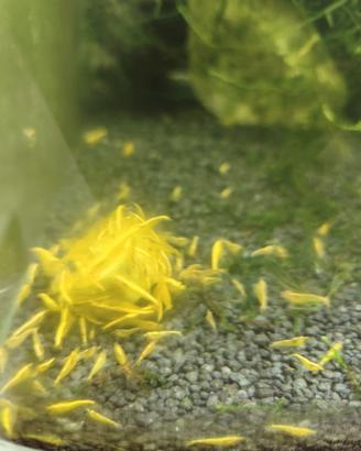 Neocaridine tanti colori