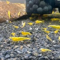 Caridine yellow neon fire