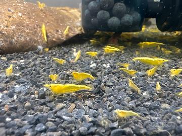 Caridine yellow neon fire