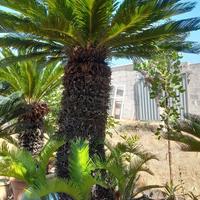 cycas o cicas