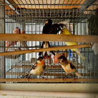 Canarini portoghesi arlecchino