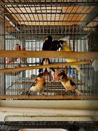 Canarini portoghesi arlecchino