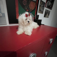 Maltese  cuccioli con Pedigree ENCI- Genetica Cert