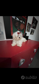 Maltese  cuccioli con Pedigree ENCI- Genetica Cert