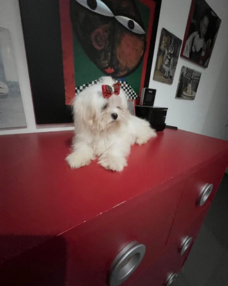Maltese  cuccioli con Pedigree ENCI- Genetica Cert