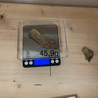 Legno fossile