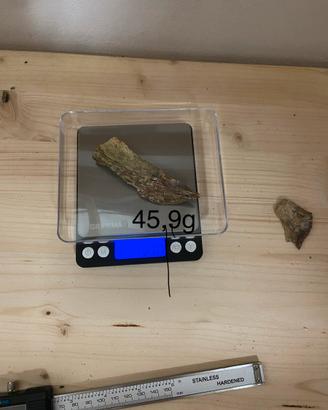 Legno fossile