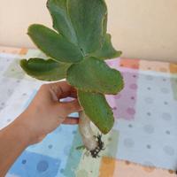 pianta grassa "Orecchie di asino"