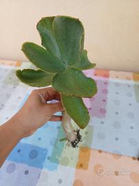 pianta grassa "Orecchie di asino"