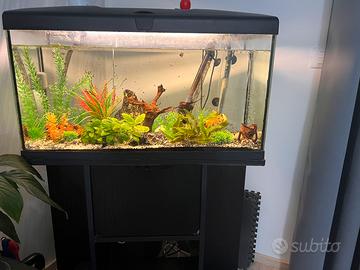 Aquario