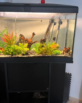Aquario