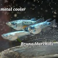 Medaka metal cooler