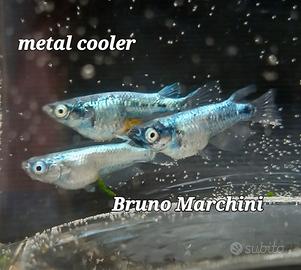 Medaka metal cooler