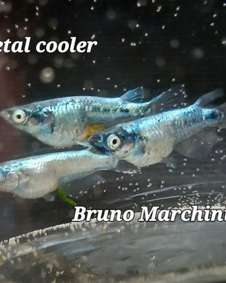Medaka metal cooler