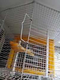 Canarini nati a febbraio 2025