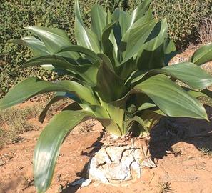 scilla marittima(drimia marittima) cipolla selvati