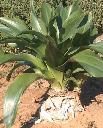 scilla marittima(drimia marittima) cipolla selvati