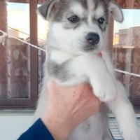 Cuccioli di husky