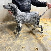 Cuccioli di setter inglese