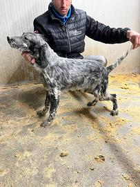 Cuccioli di setter inglese