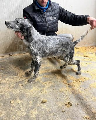 Cuccioli di setter inglese