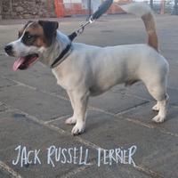 Jack russell terrier
