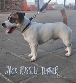 Jack russell terrier