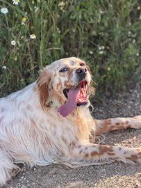 Cane da ferma