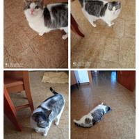 Gatta dolcissima