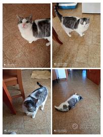 Gatta dolcissima