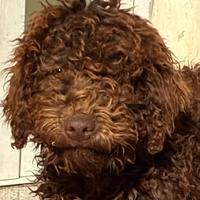 Lagotto romagnolo