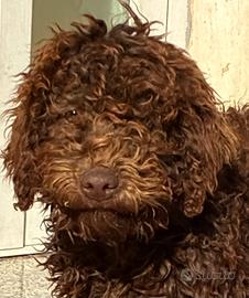 Lagotto romagnolo