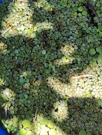 Salvinia cucillata