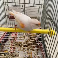 Canarina mosaica femmina anellata 2025