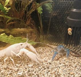 Gambero tropicale acquario