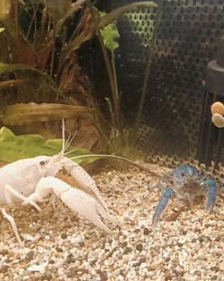 Gambero tropicale acquario