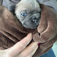 Cucciolo di bulldog francese