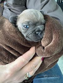 Cucciolo di bulldog francese