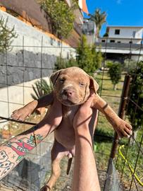 AMERICAN PITBULL TERRIER red nose