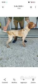 Bracco italiano 